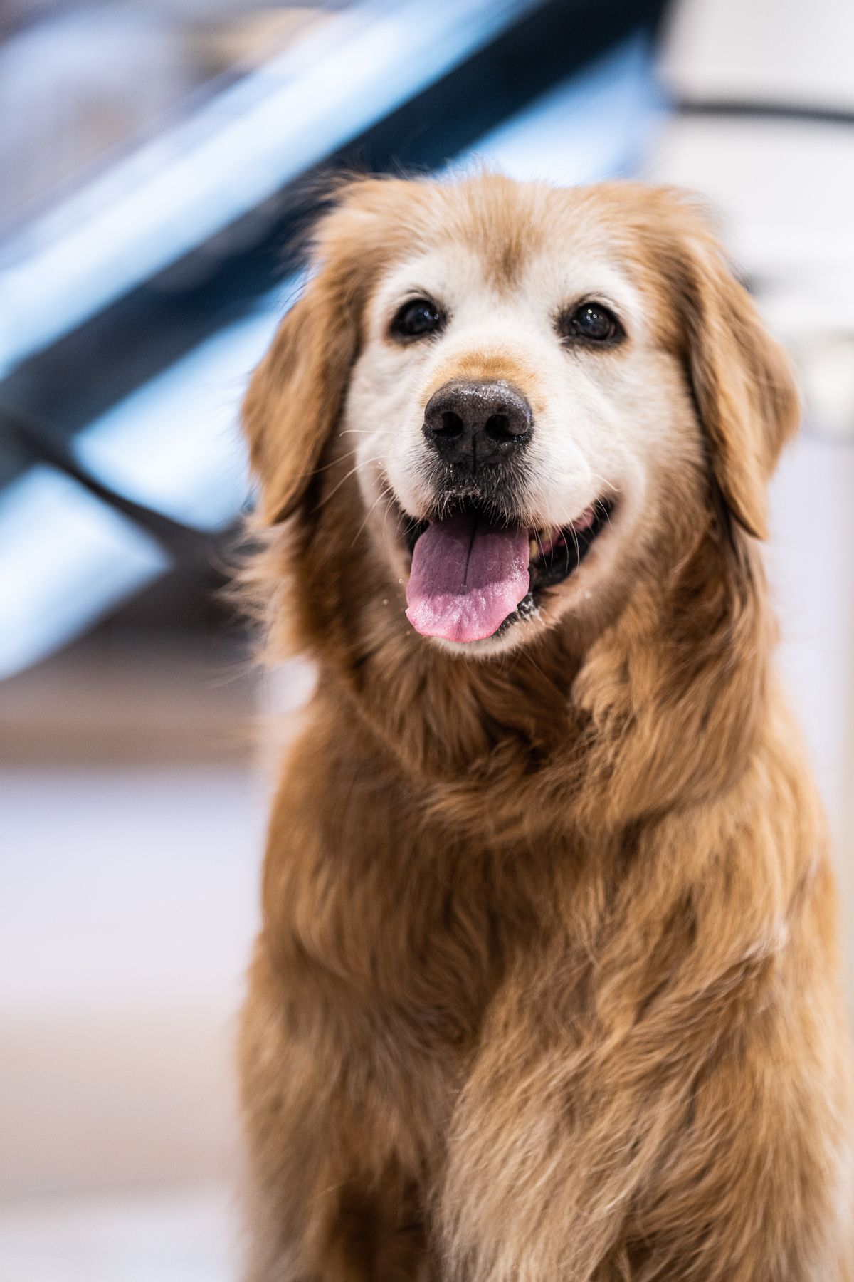 Glad golden retriever indendørs